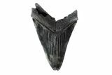 Bargain, Fossil Megalodon Tooth - South Carolina #154181-2